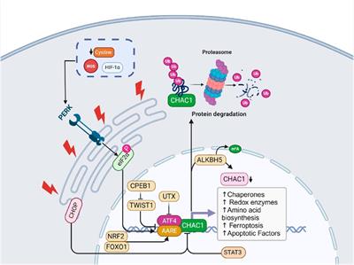 CHAC1: a master regulator of oxidative stress and ferroptosis in human diseases and cancers